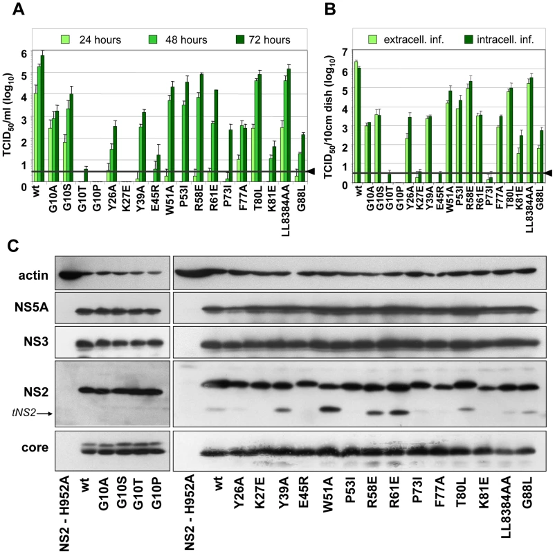 Mutation analysis of the NS2 membrane binding domain identifies amino acid residues that are crucial for efficient virus production.