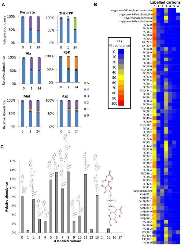 Glucose is a carbon source for acetate, lipids and sugar nucleotides in WT BSF <i>T</i>. <i>brucei</i>.
