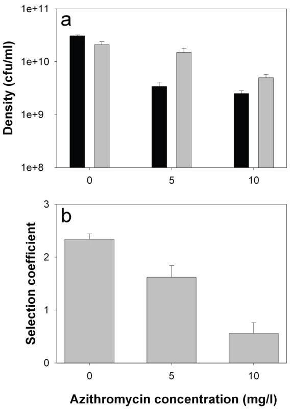 <i>lasR</i> mutant growth rates and invasion of wild type populations in the presence and absence of azithromycin.