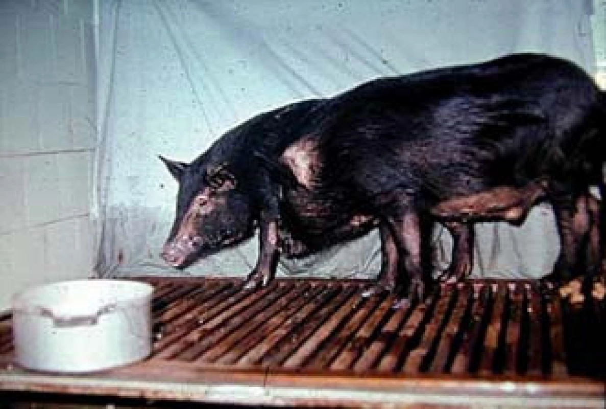 Miniprasátka z Liběchova  3 měsíce po transplantaci jater.