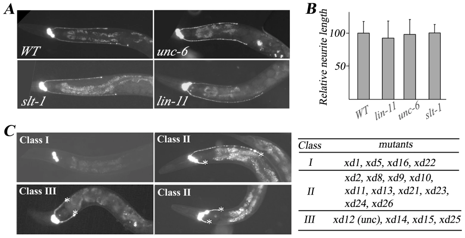 Mutants with RMED/V neurite outgrowth defect isolated from the genetic screen.