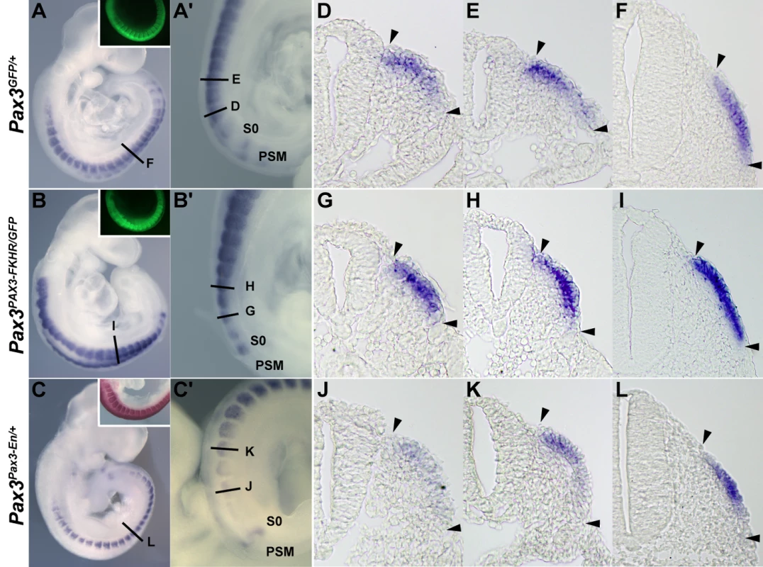 The expression of <i>Dmrt2</i> is controlled by <i>Pax3</i>.