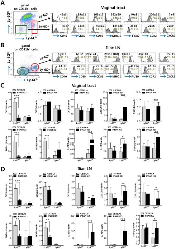 Differentiation levels and cytokine expression profile of infiltrated CD11b<sup>+</sup>Ly-6C<sup>hi</sup> and CD11b<sup>+</sup>Ly-6C<sup>lo</sup> monocytes in vaginal tract and iliac LN.