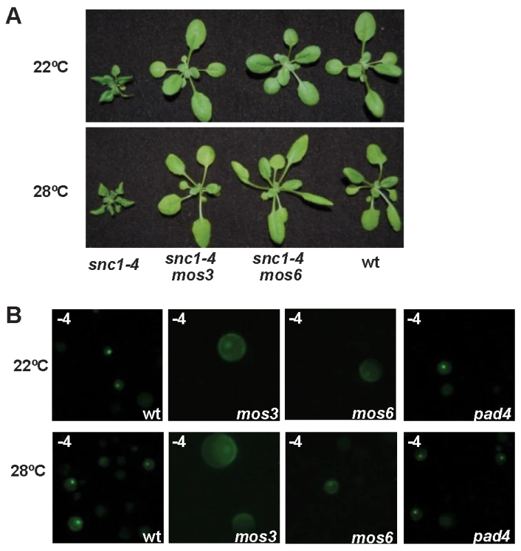 Effects of <i>mos3</i>, <i>mos6</i>, and <i>pad4</i> on the activity and localization of SNC1-4.