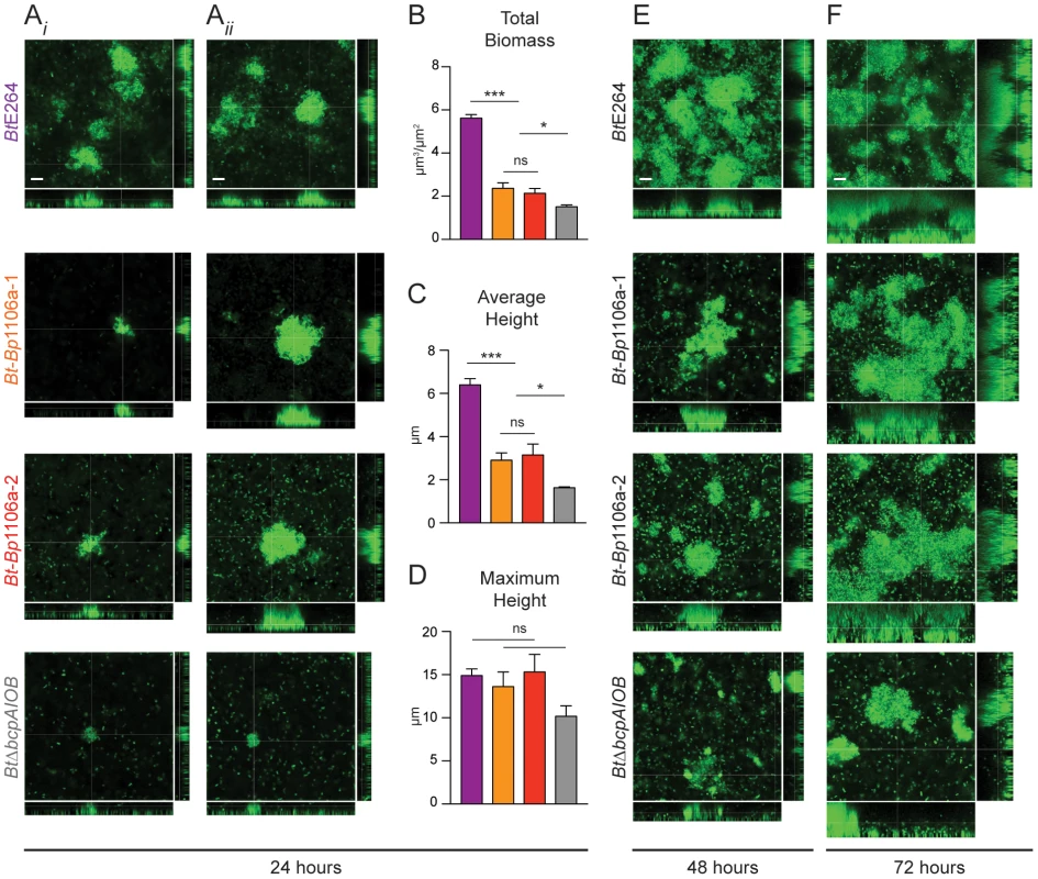 Analysis of pillar structure formation throughout biofilm development.