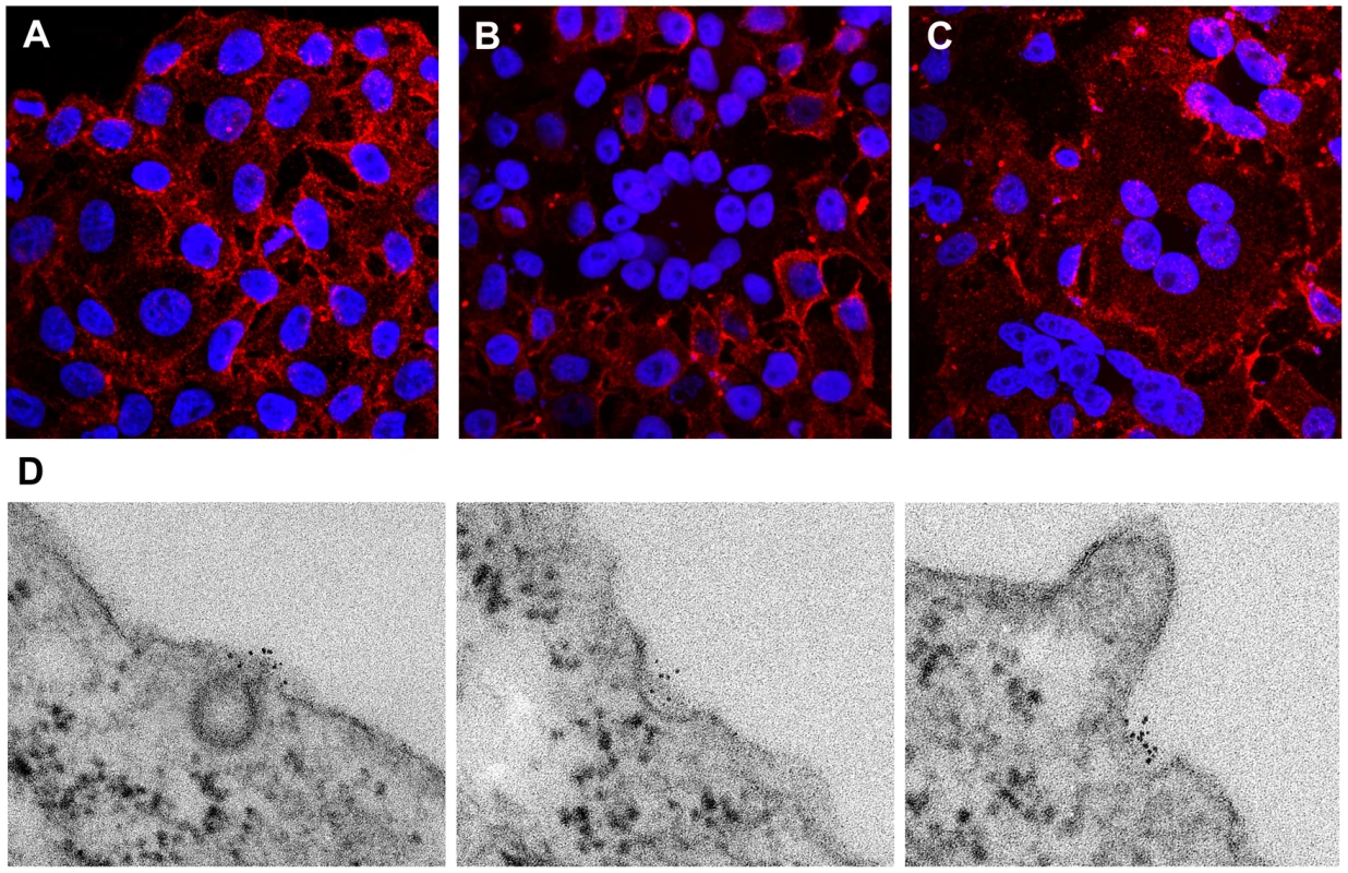 Punctate cell surface distribution of BST-2 and surface down-regulation by HIV-1 encoding the Vpu protein.