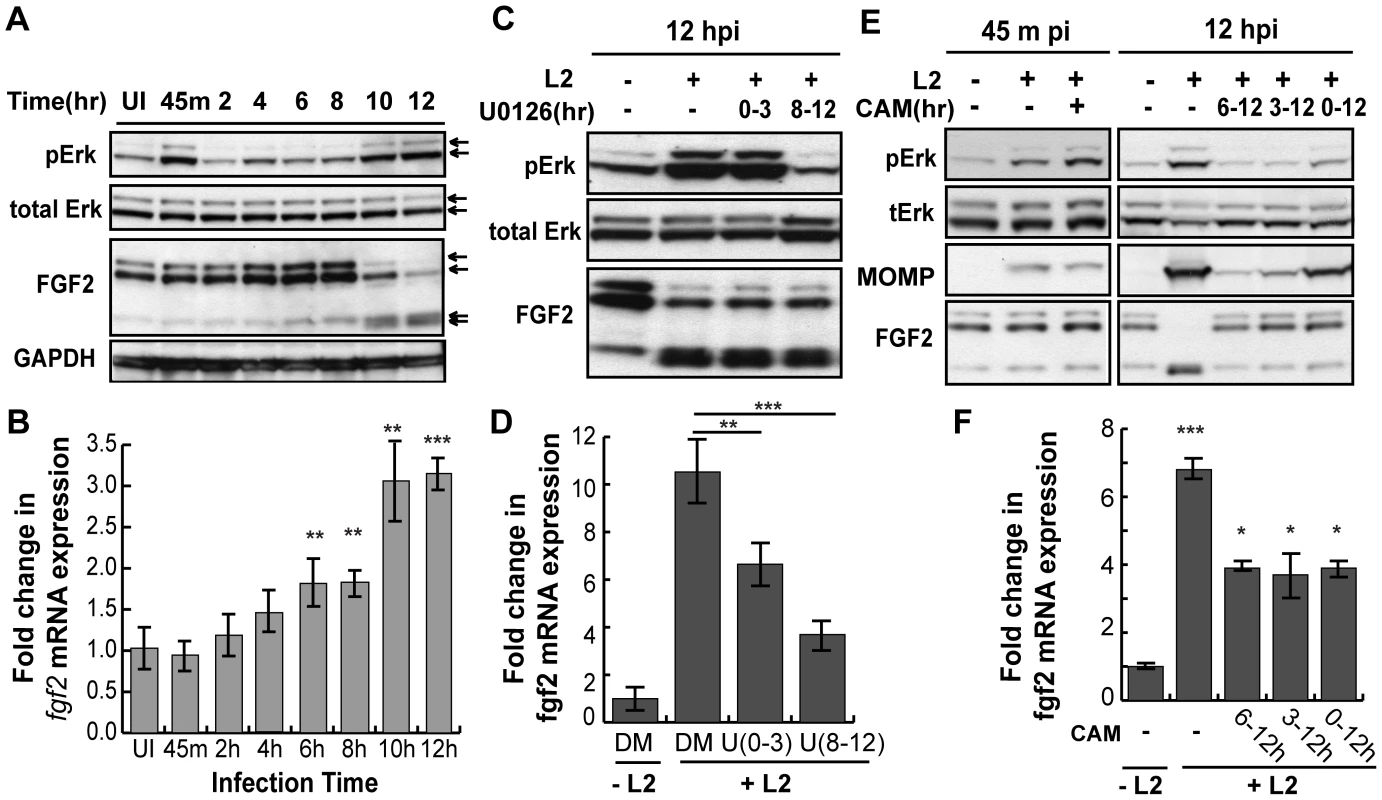 <i>C. trachomatis</i> L2 induces a biphasic activation of Erk1/2 which contributes to the induction of <i>fgf2</i> mRNA expression.