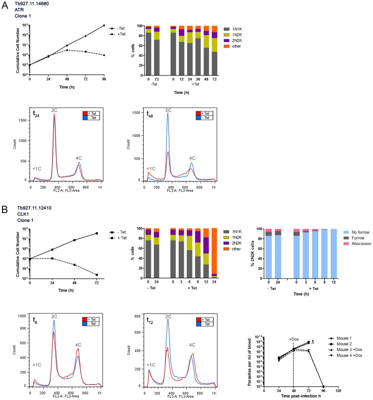 Protein kinases involved in the cell cycle.