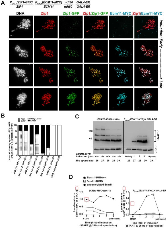 Ecm11-MYC continuously incorporates into previously established, full-length SC during meiotic prophase.