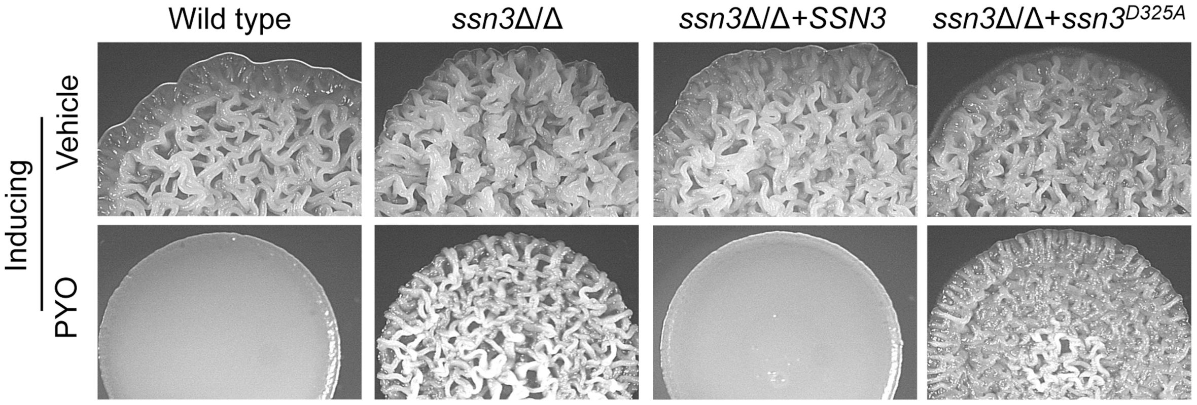 The Ssn3-Ssn8 cyclin kinase-cyclin pair influences sensitivity to PYO via a phosphorylation event.