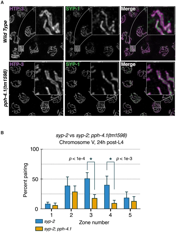 Canonical SC structure but reduced synapsis-independent pairing in <i>pph-4.1</i> mutants.