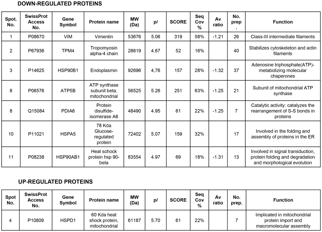Proteins differentially expressed and identified by mass spectrometry analysis in HUVEC.