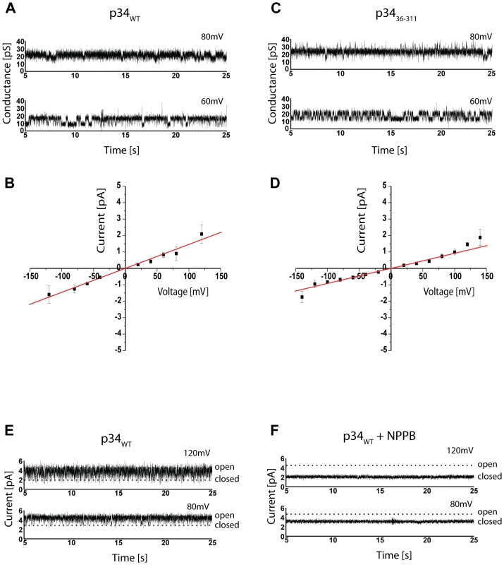 Electrophysiology of p34.