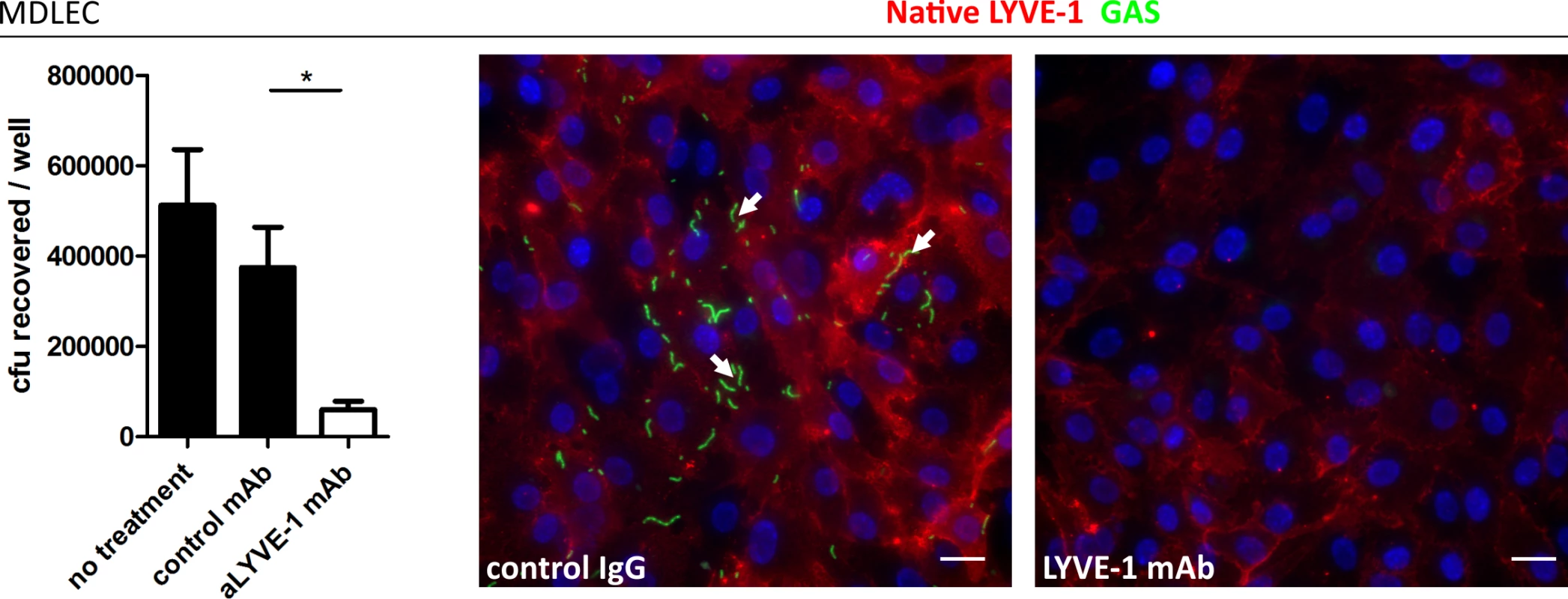 Murine LYVE-1 mediates GAS adhesion to MDLEC <i>via</i> capsular HA.