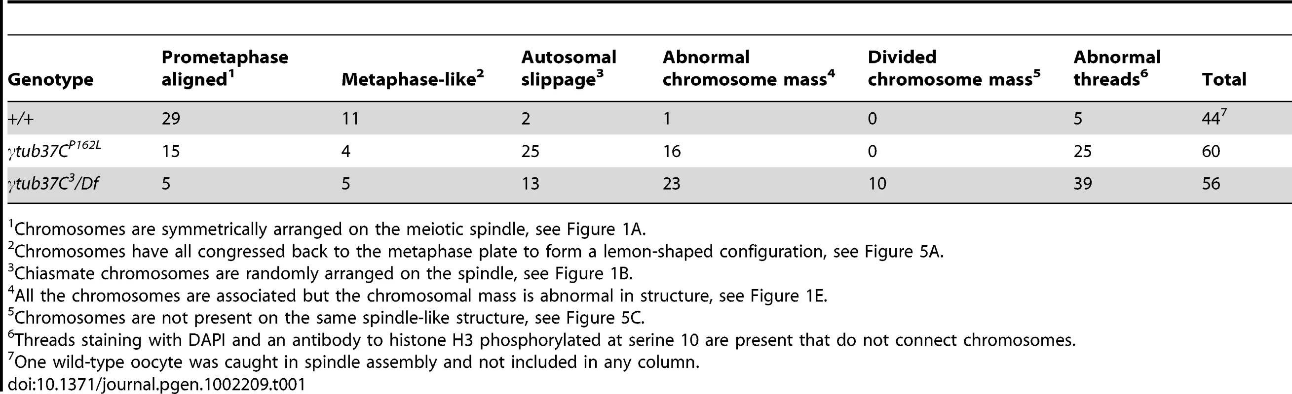 Prometaphase I preparations: DNA configurations.