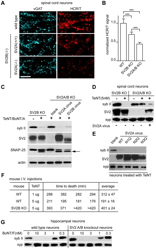 SV2A/B KO neurons are resistant to TeNT.