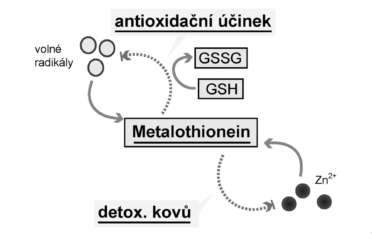 Účinky metalothioneinu<br>
Legenda:
Volné radikály indukují expresi metalothioneinu (MT) (cestou MTF-1), který spolu s redukovaným glutationem (GSH) působí antioxidačně. Nenavázané kovy, zejména zinek a kadmium, zvyšují expresi MT, a ten je váže a snižuje tak jejich hladinu.