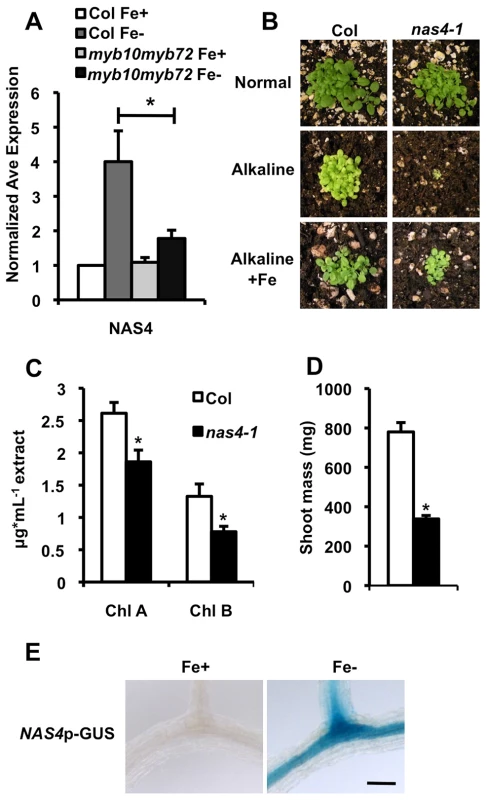 <i>nas4-1</i> mutants are sensitive to alkaline soil.