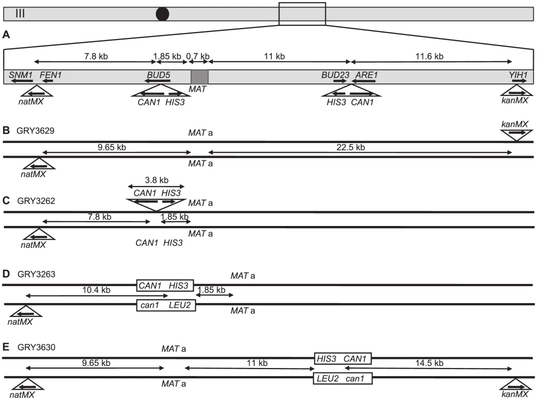 Schematic of strains used in this study.