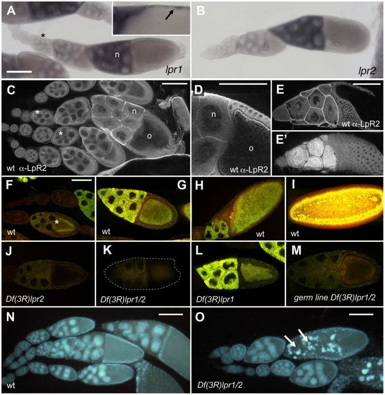 Lpr2 is required for the uptake of neutral lipids during <i>Drosophila</i> vitellogenesis.