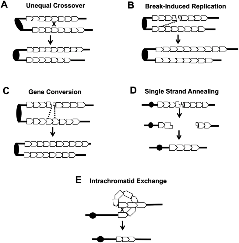 Mechanisms of CNV at the <i>CUP1</i> locus.