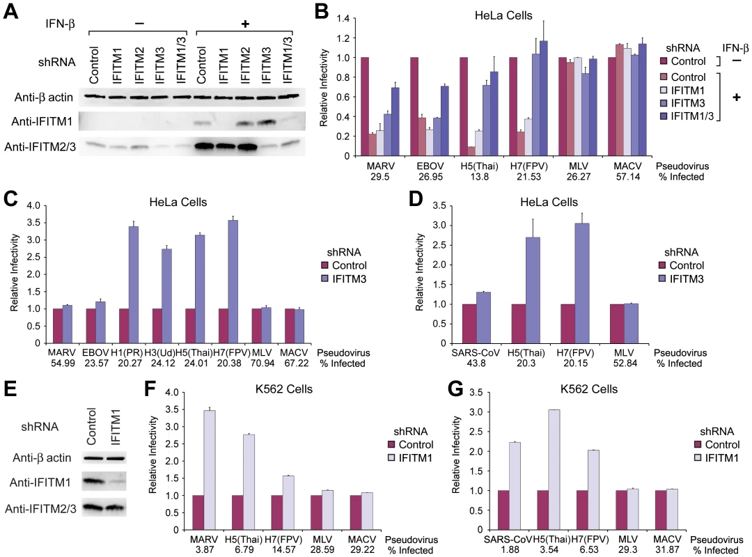 Depletion of IFITM proteins differentially enhances infection mediated by MARV, EBOV, SARS-CoV, and IAV entry proteins.