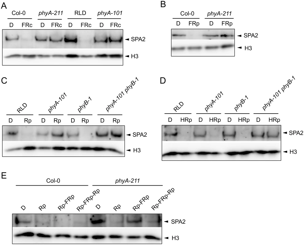 SPA2 degradation in FR and R requires phytochromes and is R/FR reversible.