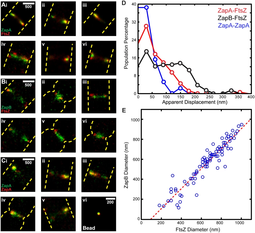 Two color-PALM imaging of ZapA-FtsZ, ZapB-FtsZ and ZapA-ZapA pairs.