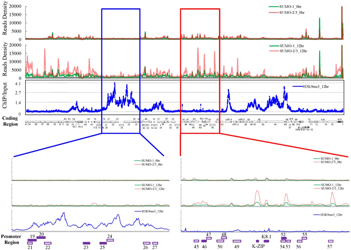 Global mapping of SUMO paralogs on latent and lytic KSHV genomes and of H3K9me3 on the KSHV genome during lytic reactivation.