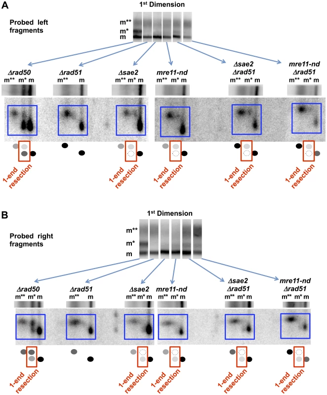 Resection at an I-<i>Sce</i>I DSB in <i>Δsae2, mre11-nd</i>, <i>Δrad50</i>, and <i>Δrad51</i> single and double mutants.