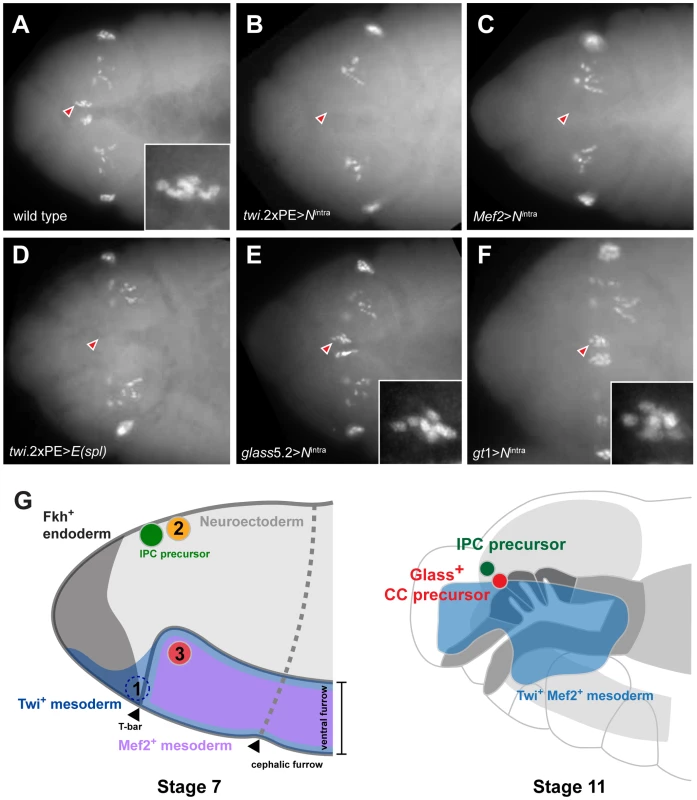 Ectopic activation of Notch signaling prior to Glass expression in head mesoderm disrupts CC precursor development.