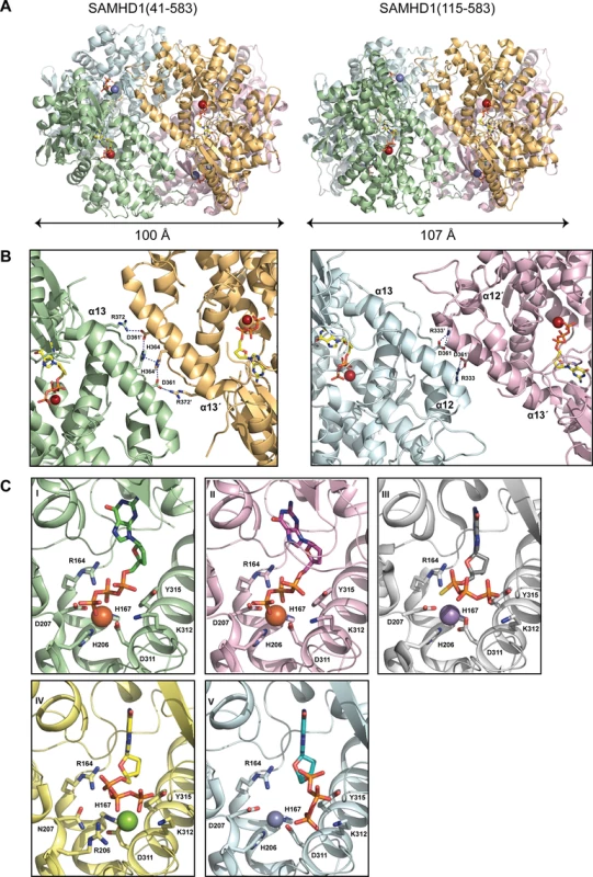 Structures of SAMHD1 tetramers.