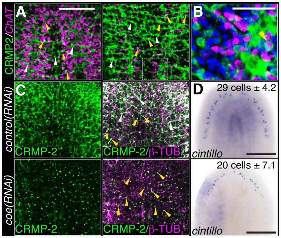 COE function is required for maintenance of nervous system architecture in uninjured planarians.