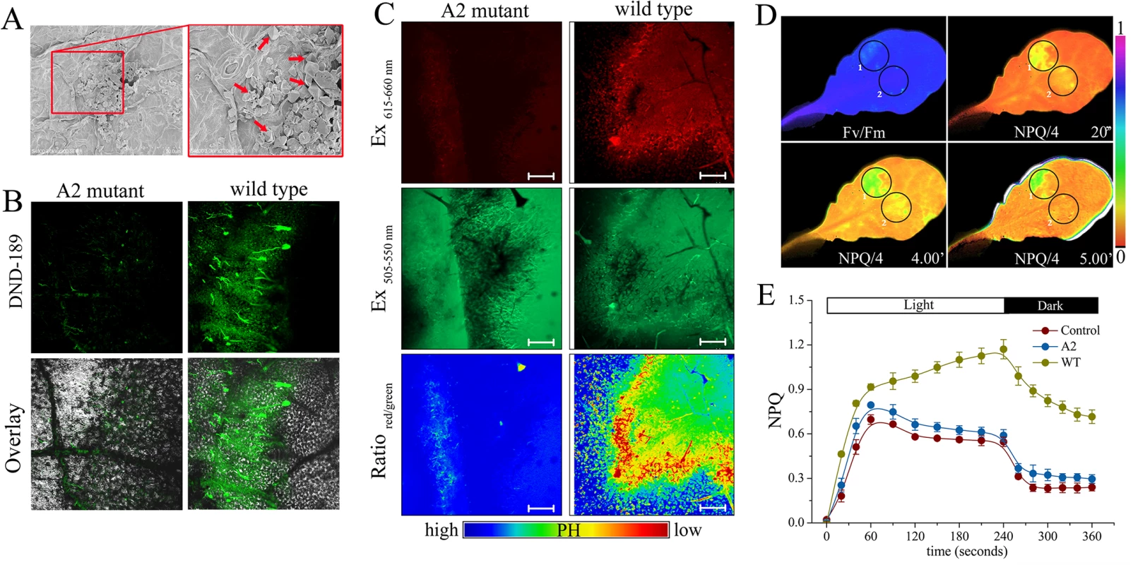 Role of <i>Sclerotinia</i>-secreted oxalate in the NPQ increase.