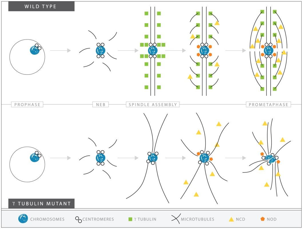 A speculative hypothesis for the functions of γTub37C in meiosis I in <i>Drosophila</i> oocytes.