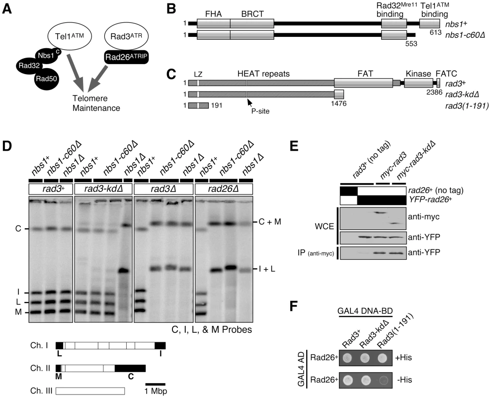 Kinase-independent function of Rad3<sup>ATR</sup>-Rad26<sup>ATRIP</sup> contributes to telomere maintenance in the absence of the Nbs1-Tel1<sup>ATM</sup> interaction domain of Nbs1.