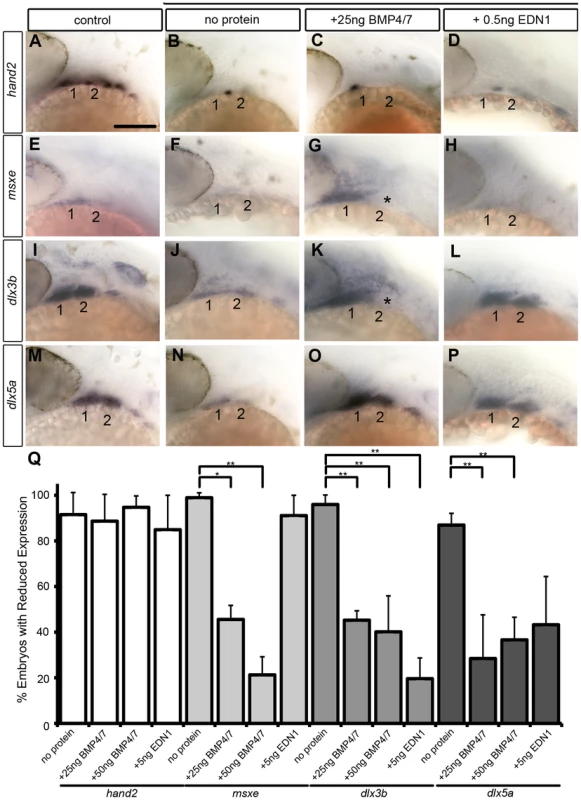 Bmp and Edn1 restore ventral-intermediate gene expression, but not <i>hand2</i>, in dntcf3+ embryos.