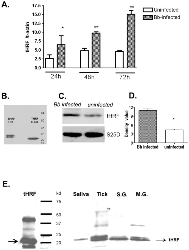 Tick histamine release factor (tHRF) was up-regulated in <i>B. burgdorferi</i>- infected ticks.
