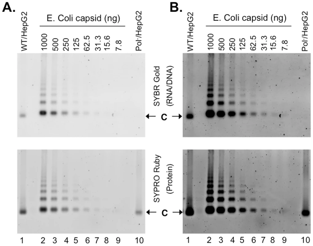 Nucleic acid and protein staining of intracellular capsids.