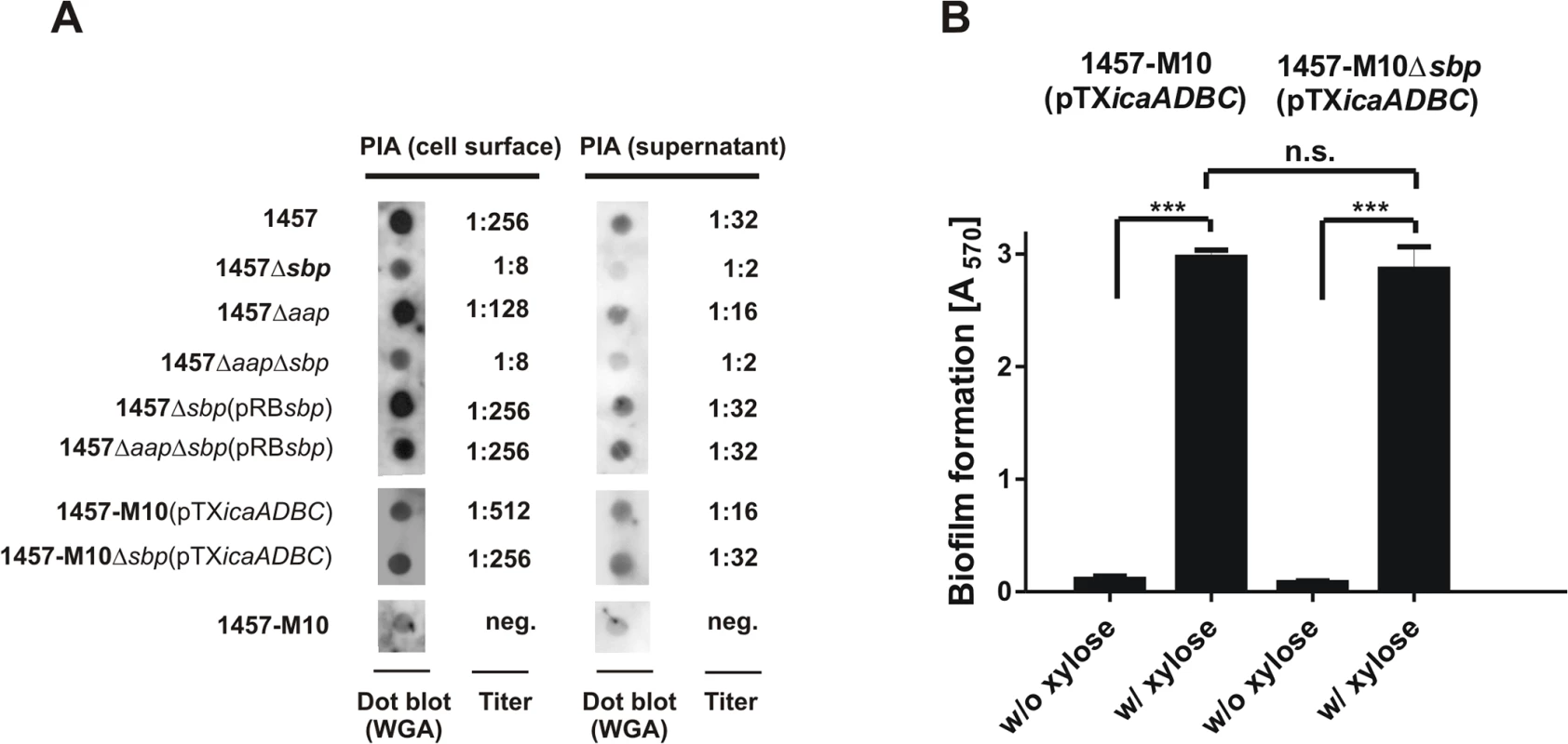 Interconnection between Sbp production and PIA synthesis.