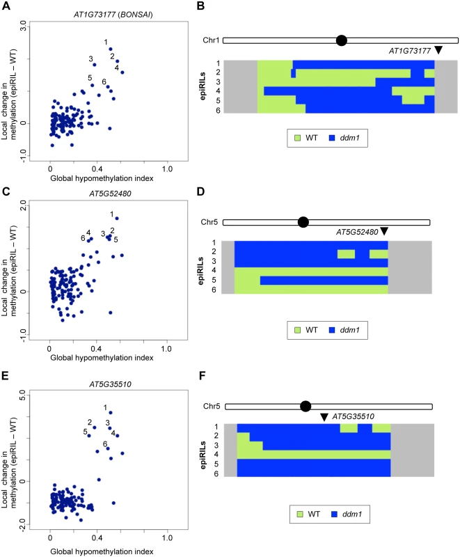 Effects of disrupted heterochromatin in the <i>DDM1</i> wild type background examined by IP.