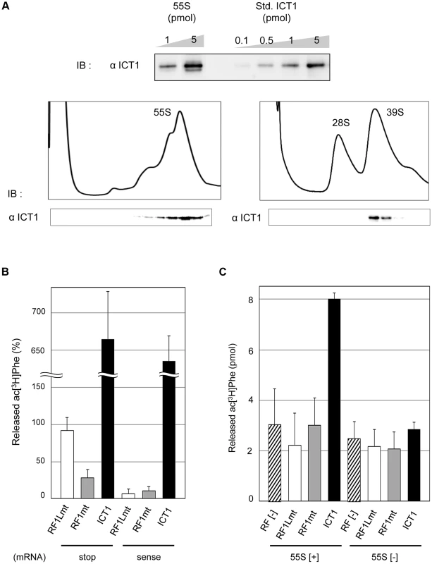 ICT1 shows codon-independent peptide-release activity on 55S mitoribosomes.