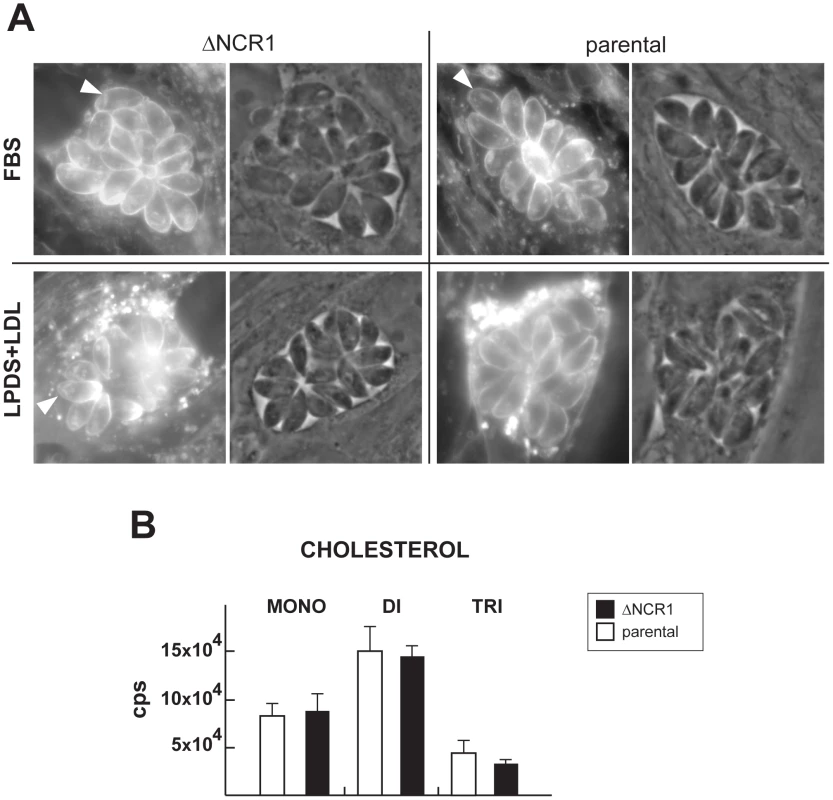 Cholesterol detection and quantification in TgNCR1-deficient parasites.