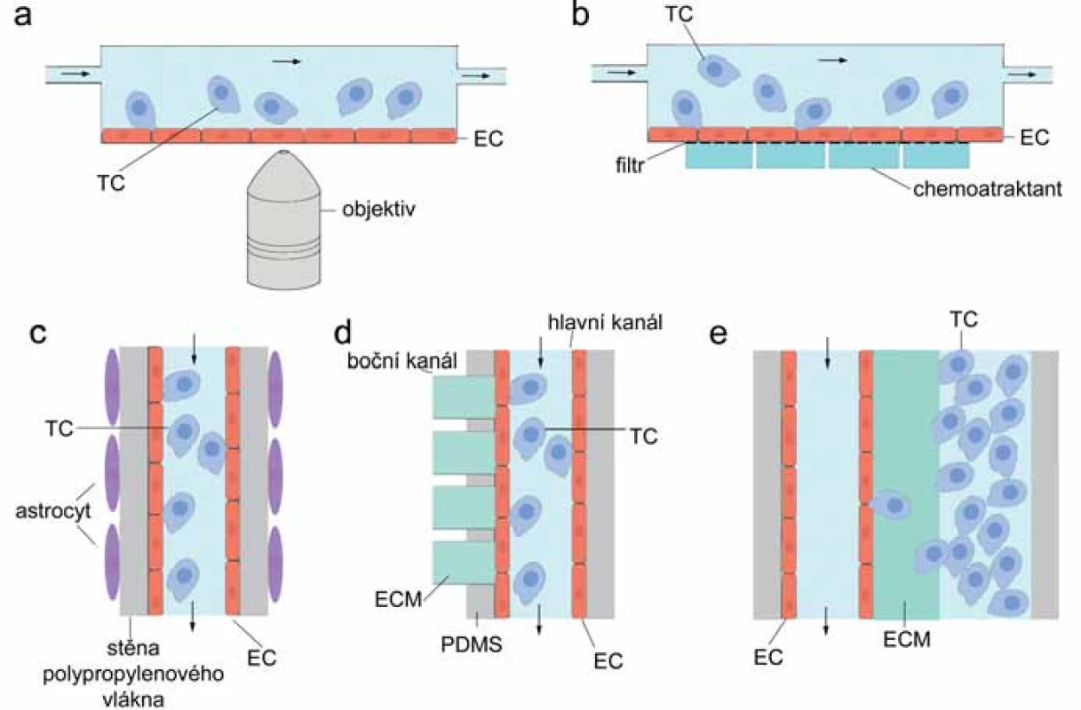 Schematické znázornění fluidních systémů pro detekci TEM.
A. Paralelní fluidní model, boční pohled; B. transwell průtokový systém, boční pohled; C. kapilární fluidní model krevně-mozkové bariéry, pohled shora; D. kapilární mikrofluidní zařízení pro sledování extravazace, pohled shora; E. kapilární mikrofluidní systém pro sledování intravazace, pohled shora. TC – nádorová buňka, EC – endoteliální buňka, PDMS – polydimetylsiloxan, ECM – extracelulární matrix