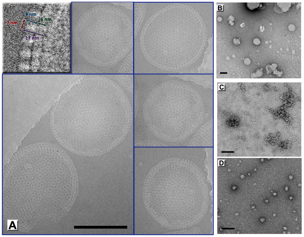 Immature virion-like particles formed by D13 on artificial membranes.