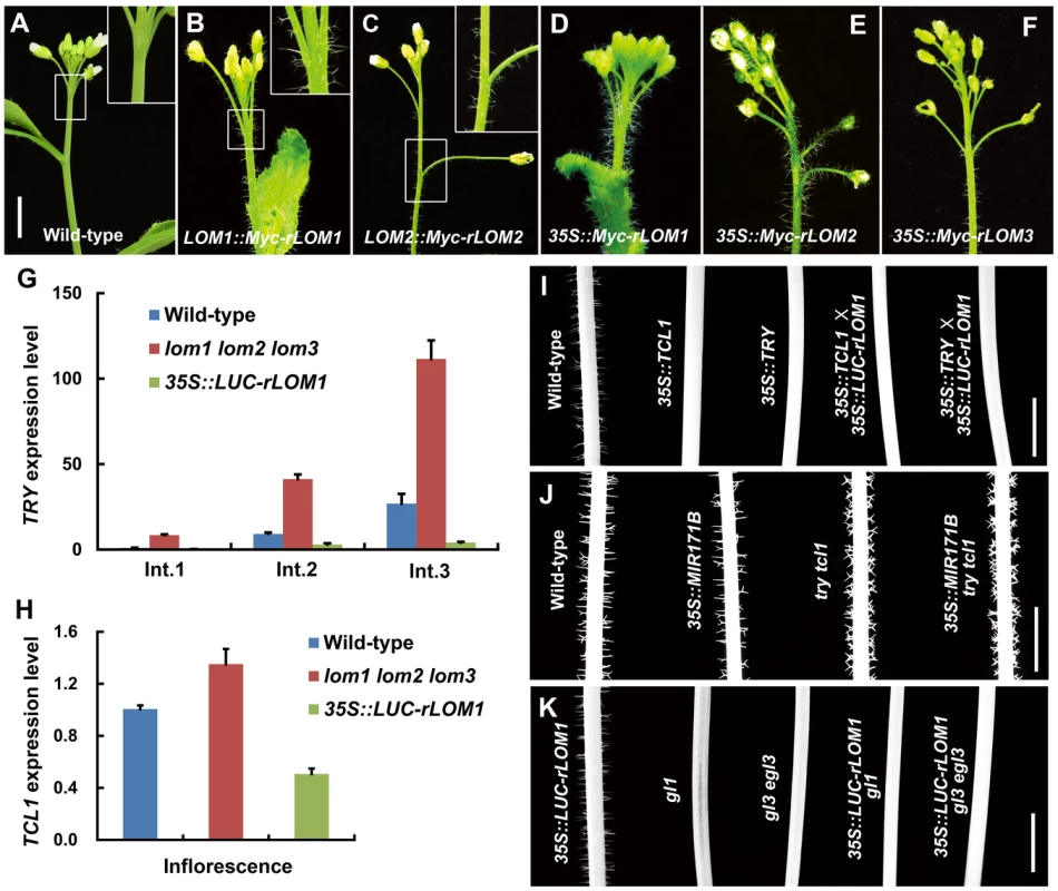 Elevated LOMs trigger ectopic trichomes and down-regulate <i>TRY</i> and <i>TCL1</i>.
