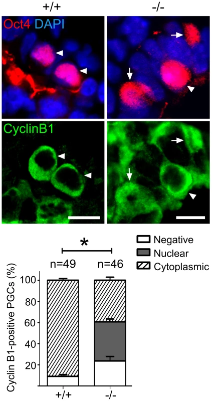Mad2l2 deficiency affects the cell cycle in PGCs.