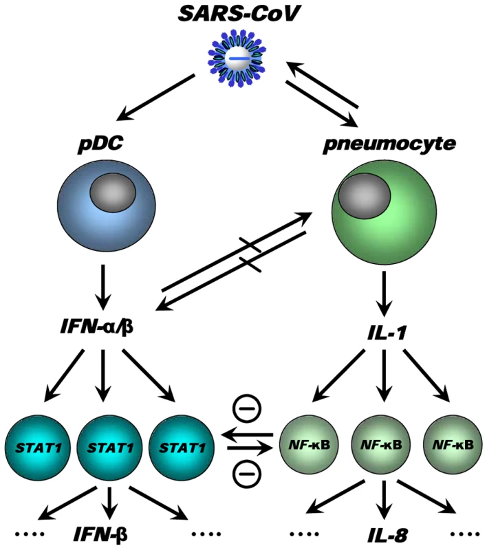 Model for cross-talk between “pro-inflammatory” and “antiviral” pathways during SARS-CoV infection.