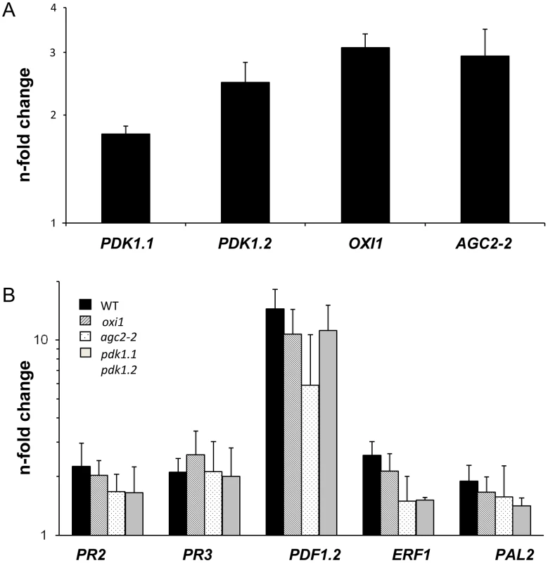 Expression levels of <i>PDK1</i>, <i>OXI1</i> and <i>AGC2-2</i> genes and defense genes after treatment with a high dosis of <i>P. indica</i> (for details, cf. <em class="ref">Methods and Materials</em> and Figure S4A,B in <em class="ref">Text S1</em>).