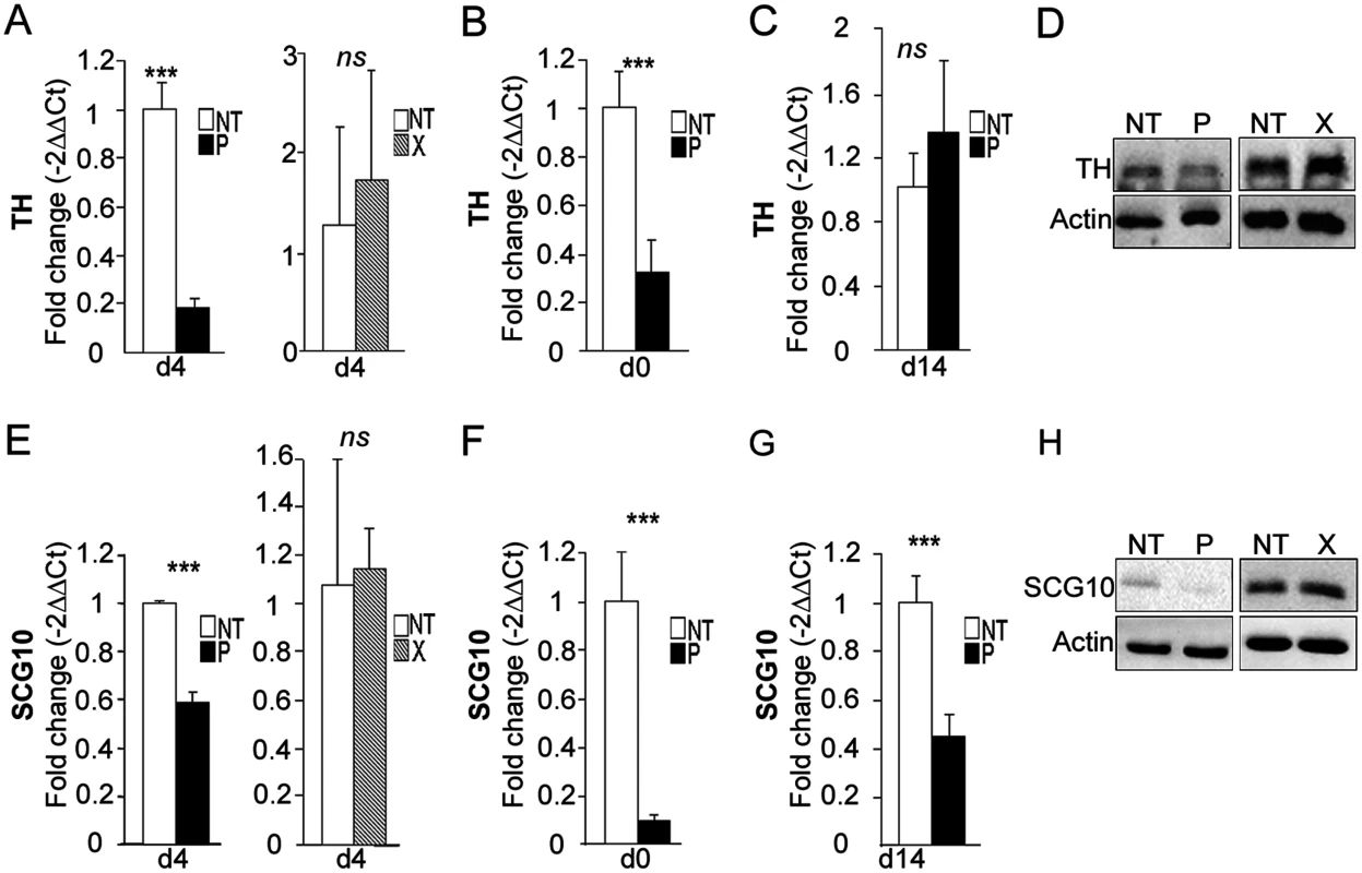 <i>bdv-p</i> alters the expression of <i>TH</i> and <i>Scg10/Stathmin2</i>.